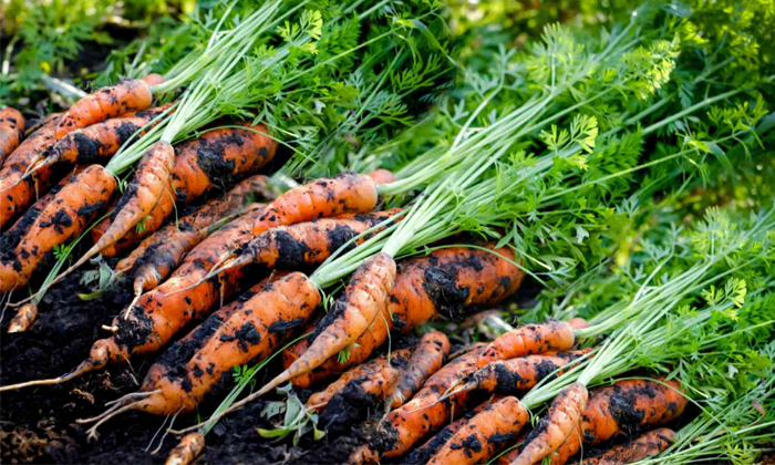  Proprietary Methods Of Controlling Rot Pests In Carrot Crop-TeluguStop.com