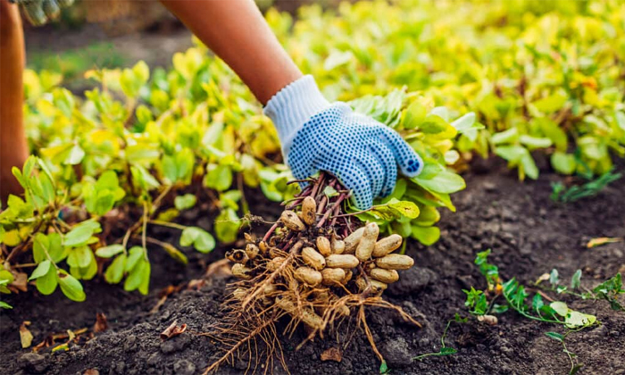  Proprietary Methods To Prevent Spider Mites Which Cause Severe Damage To Ground-TeluguStop.com