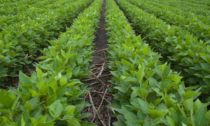 Telugu Cattle Manure, Murate Potash, Soya Chikkudu, Soybean Crop, Urea-Latest Ne