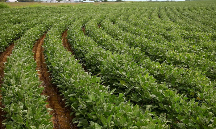 Proprietary Methods To Prevent The Stem Peeling Insects From The Soybean Crop-TeluguStop.com