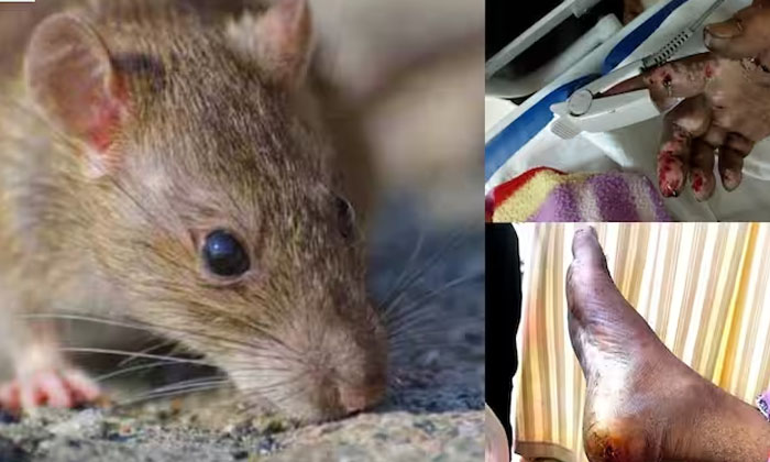  Rat Infestation In Kamareddy Government Hospital-TeluguStop.com