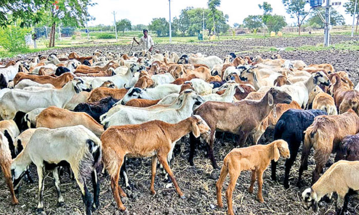  Telangana Sheep Distribution Scheme : తెలంగాణలో గొర్-TeluguStop.com