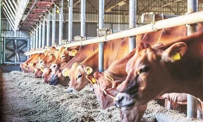  Another Scandal In Telangana Animal Husbandry Department-TeluguStop.com