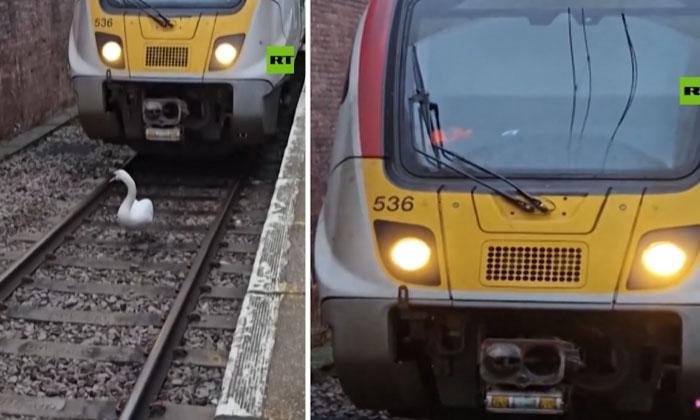  Video Swan Seen On Railway Tracks Stopped Trains Why-TeluguStop.com