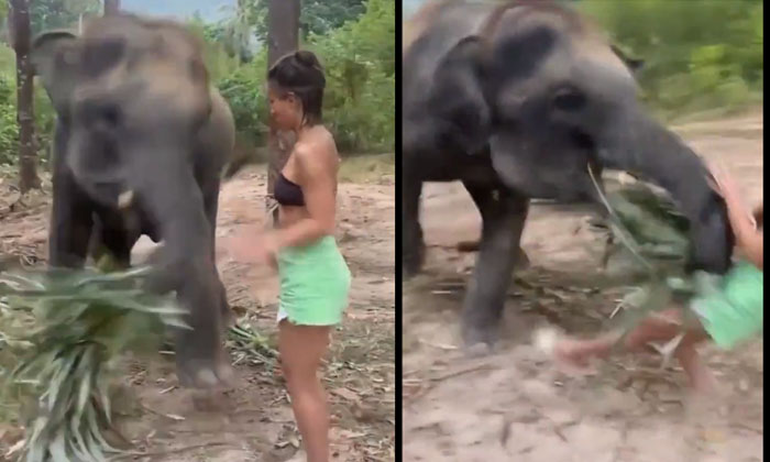  The Young Woman Who Went Near The Elephant Eating The Video Was Shocked-TeluguStop.com