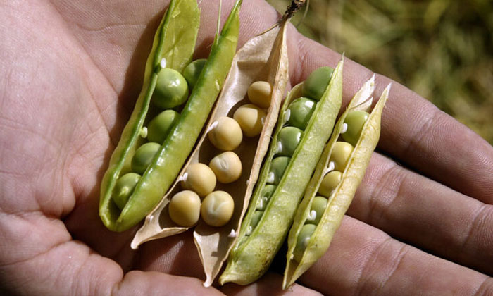 Telugu Agricultrue, Soybean, Soybean Seeds-Latest News - Telugu