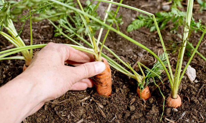 Telugu Agriculture, Carrot, Carrot Seeds, Drip, Tips-Latest News - Telugu