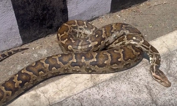  A Huge Python Chased Away Devotees In Tirumala, Tirumala, Huge Python, Devotees-TeluguStop.com