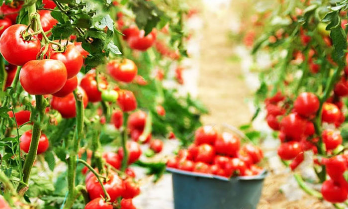 Telugu Agriculture, Farmers, Gray Rot, Neem Oil, Organic Method, Photosynthesis, Telugu Agriculture, Farmers, Gray Rot, Neem Oil, Organic Method, Photosynthesis,