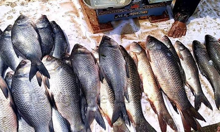  Tourists Are Targeted At Artificial Fishing In Sagar, Tourists , Artificial Fish-TeluguStop.com