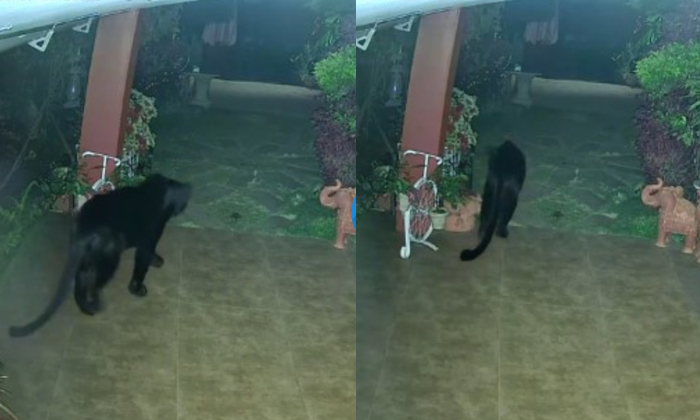  Video Viral Black Panther Silently Entering House In Tamil Nadu Coonoor-TeluguStop.com