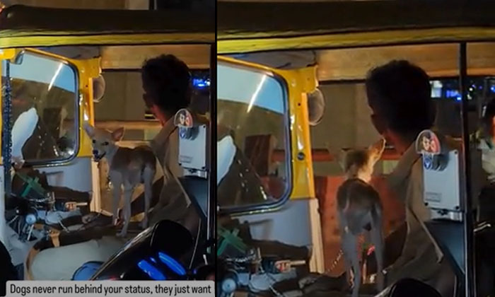  Video Of Auto Driver Taking Dog Along With Him Goes Viral-TeluguStop.com