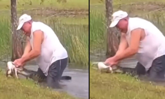  The Man Who Freed The Puppy From The Mouth Of The Alligator Was Hailed As A Rea-TeluguStop.com