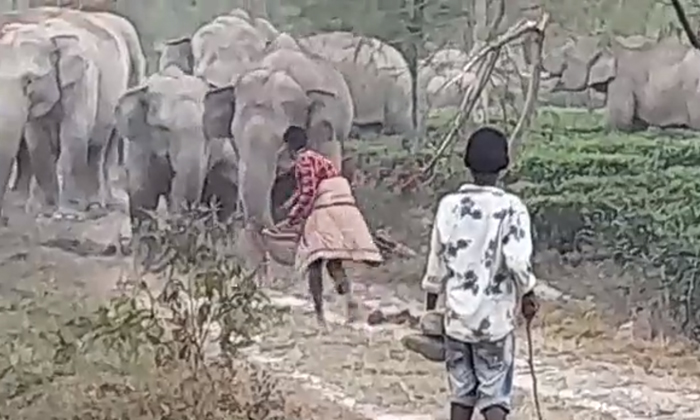  Viral Video Man Pokes Elephant With A Stick-TeluguStop.com