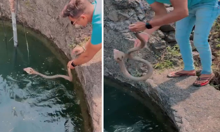  A Man Saved A Snake That Fell In A Well With His Hands Video Viral-TeluguStop.com