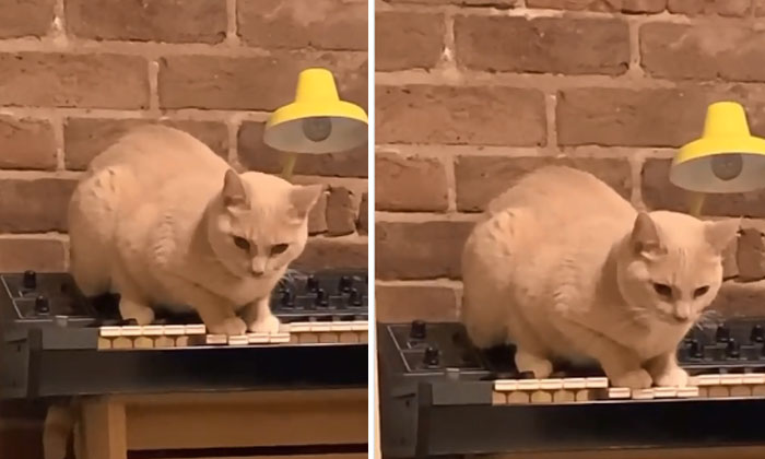  The Cat Played Scary Music On The Piano Video Viral-TeluguStop.com