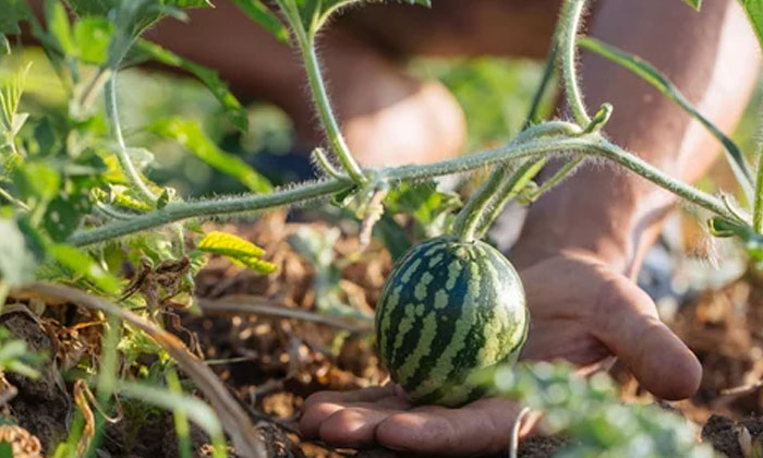 Telugu Farmers, Method, Watermelon Crop, Watermelon, Weed, Zig Zag Method-Latest