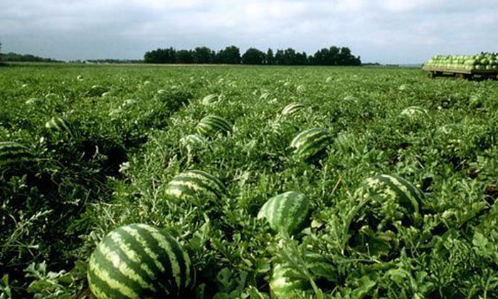 Telugu Farmers, Method, Watermelon Crop, Watermelon, Weed, Zig Zag Method-Latest