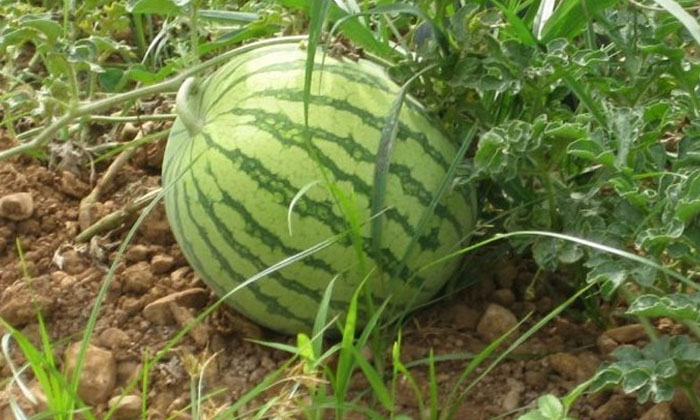  How To Sow Watermelon Crop Measures For Weed Prevention-TeluguStop.com