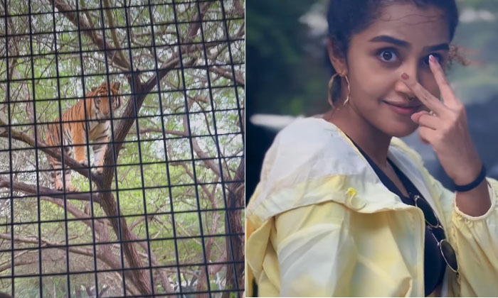  Anupama Parameswaran Has A Lot Of Courage See What She Does Alone In The Forest-TeluguStop.com