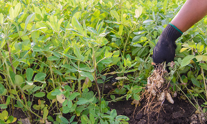  Method Of Sowing Groundnut Crop Techniques In Seed Treatment Farmers-TeluguStop.com