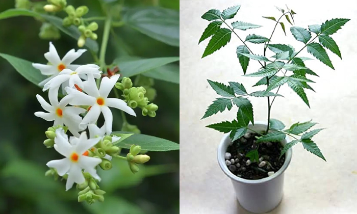 Growing These Plants In Home Will Bring Good Luck Parijatha Tulsi Neem Shami Pla-TeluguStop.com
