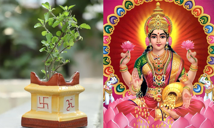 Telugu Luck, Laksmi Devi, Neem, Parijatha, Energy, Shami Tree, Tulsi-Latest News