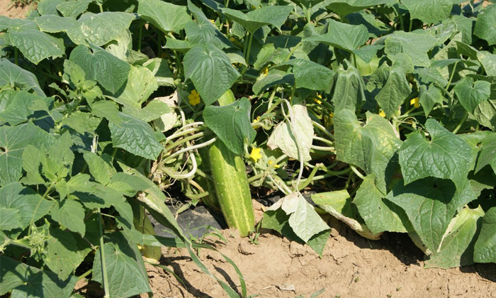 Telugu Agriculture, Certified Seeds, Cucumber, Cucumber Crop, Green Mottle, Gree