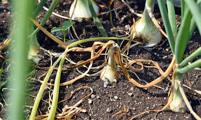  Preventive Measures For Yellow Dwarf Pests In Onion Cultivation-TeluguStop.com