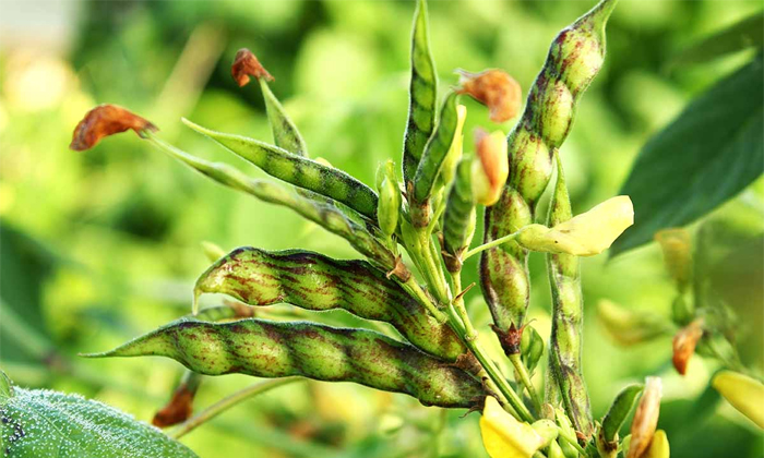  Preventive Measures To Control Pests In Pigeon Pea Cultivation-TeluguStop.com