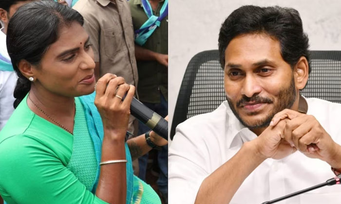 Telugu Ap Cm Jagan, Ap Congress, Ap, Jagan, Pcc, Pulivendula, Ys Sharmila, Ysviv