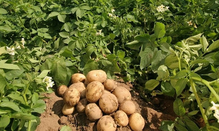  Ownership Of Nutrients In Potato Cultivation How To Sow Seeds-TeluguStop.com