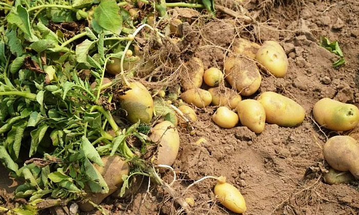 Telugu Agriculture, Farmers, Yield, Potato Crop, Potato, Seeds-Latest News - Tel