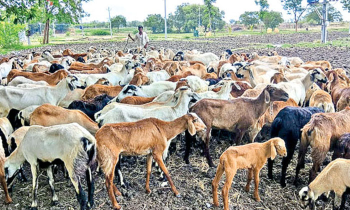  Sheep Distribution Scam : గొర్రెల పంపిణీ స్కా-TeluguStop.com