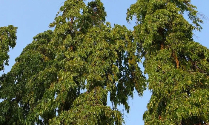  Significance Of Ashoka Tree For Manglik Dosha Nivarana-TeluguStop.com