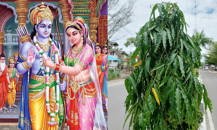 Telugu Ashoka Tree, Ashokatree, Chaitra Masam, Kuja Dosham, Mangala Dosham, Mang