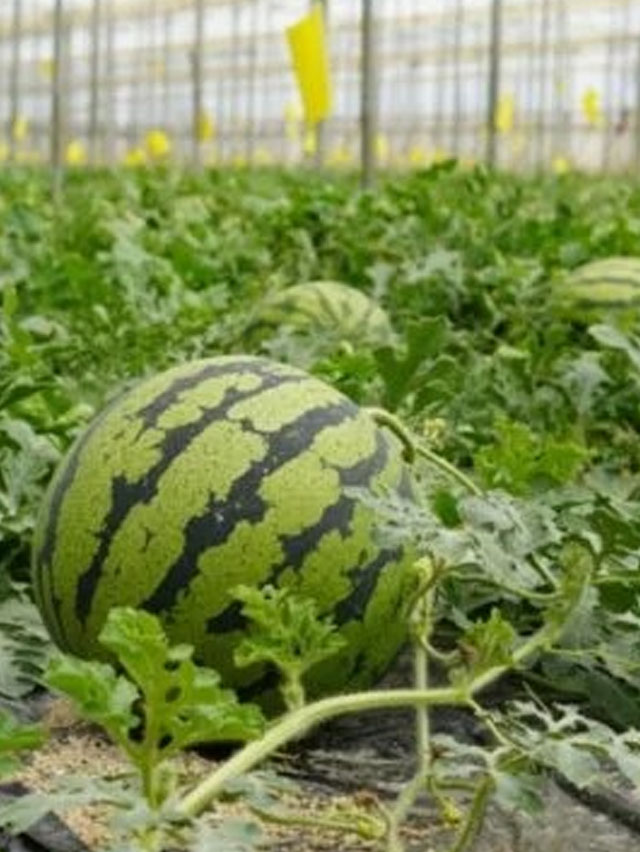 Telugu Agriculture, Drip Method, Farmers, Yield, Insects, Proper, Watermelon Cro