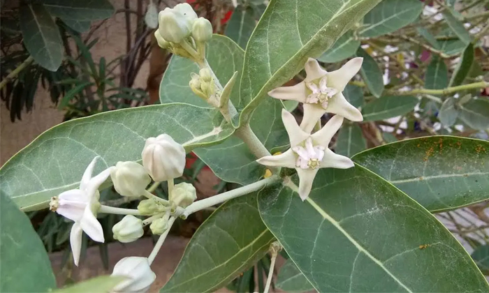 Telugu Arka Tree, Bath, Toxins, Dharmaraju, Jilledu, Ratha Saptami, Rathasaptami