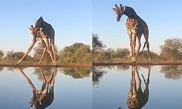  A Giraffe Tries To Drink Water By Balancing Video Viral-TeluguStop.com