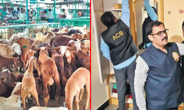  Acb Investigation In Sheep Distribution Scheme Scam-TeluguStop.com