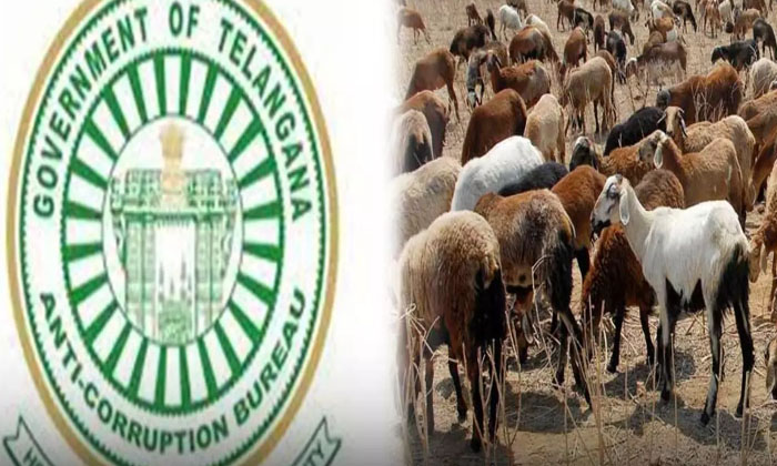  Acb Vigilance Investigation In The Case Of Irregularities In Sheep Distribution-TeluguStop.com