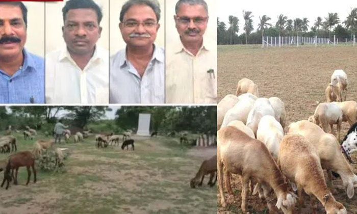  Another Scam In Sheep Distribution Scheme-TeluguStop.com