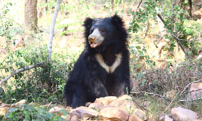  Bear Commotion On Tirumala Alipiri Walkway-TeluguStop.com