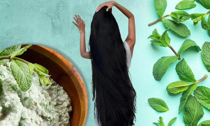  Wonderful Benefits Of Mint Leaves For Hair-TeluguStop.com