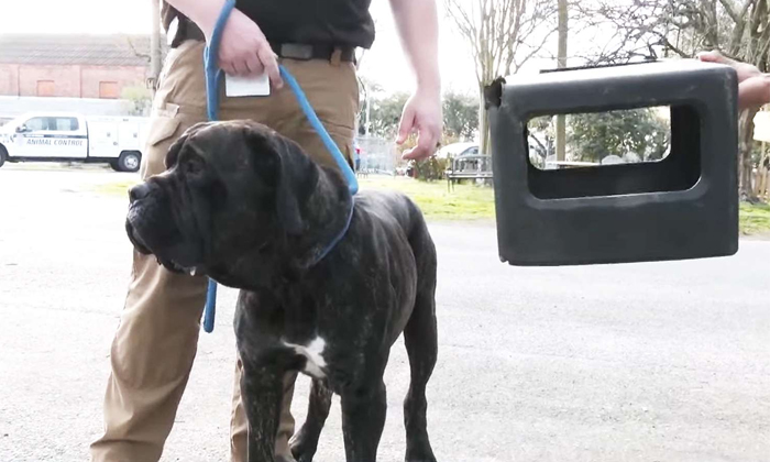  Cane Corso Dog With Box Stuck On Its Head Finds Freedom After A Year In Alabama-TeluguStop.com