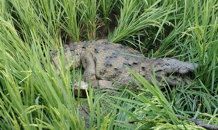  The Forest Officials Caught The Old Man Who Was Seen In The Crop Fields, Crocodi-TeluguStop.com