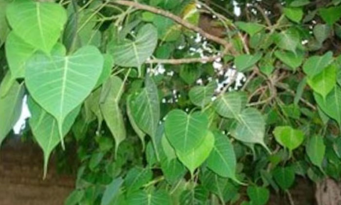 Telugu Basil, Bitter Gourd, Jammi, Ravi Tree, Tamarind Tree, Thorn, Vastu Shastr