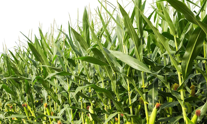 Telugu Corn Crop, Fall Worm, Maize Crop, Maizecrop, Maize Crop Pest, Maizemaize,