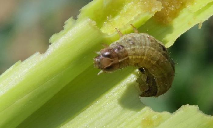 Telugu Corn Crop, Fall Worm, Maize Crop, Maizecrop, Maize Crop Pest, Maizemaize,