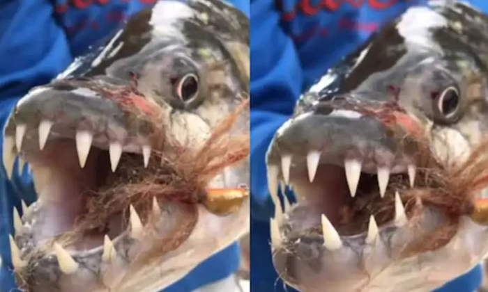  Horrible Fish That Can Chew Crocodile Bones In 30 Seconds Goes Viral-TeluguStop.com